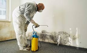 Reliable Tanglewilde, WA Mold Removal Services Solutions